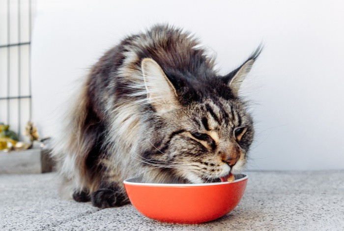 Effective Strategies to Safely Reduce Your Cat’s Weight