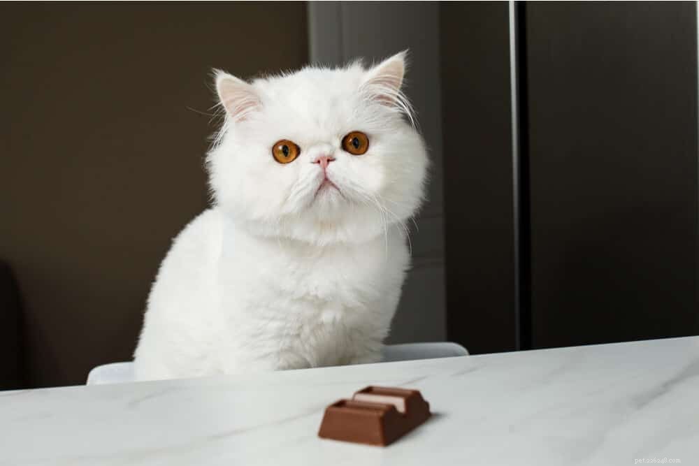 Can Cats Safely Consume Chocolate? Key Facts for Cat Owners