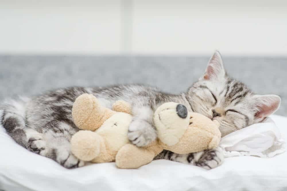Can Cats Safely Consume Chocolate? Key Facts for Cat Owners
