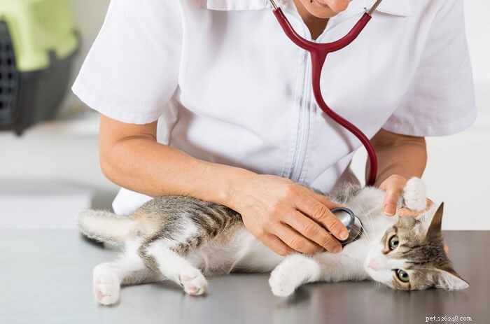 Metronidazole for Cats: Safe Use, Dosage Guidelines, and Common Side Effects