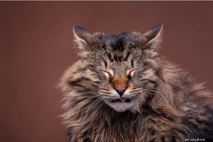 Understanding Cat Sneezing: Causes, Symptoms, and Treatment Tips