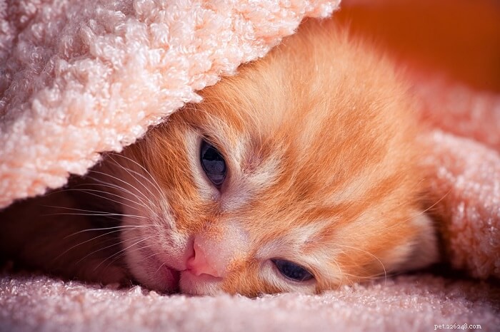 Neonatal Kitten Eye Diseases: Causes, Symptoms & Effective Treatments