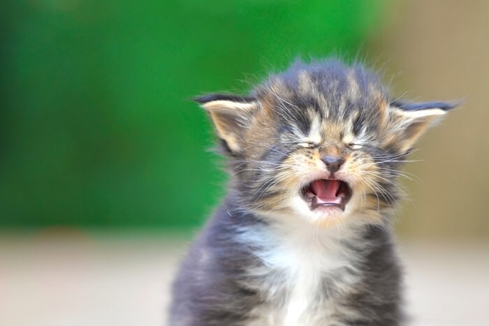 Neonatal Kitten Eye Diseases: Causes, Symptoms & Effective Treatments