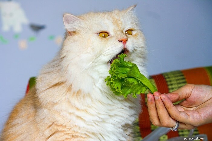 5 Safe Vegetables for Cats – And 5 Foods They Should Avoid
