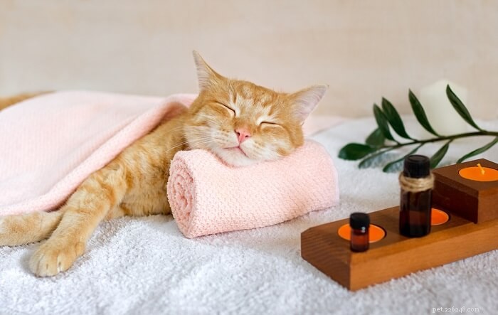 Prednisolone for Cats: Dosage, Safety, and Side‑Effect Guide