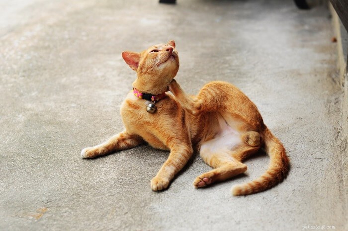 Cat Atopic Dermatitis: Causes, Symptoms, & Effective Treatments