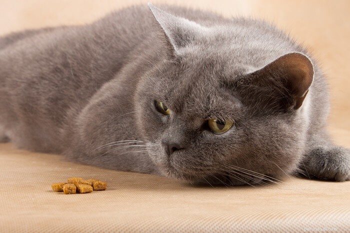 Amoxicillin for Cats: Dosage, Safety, and Side Effects – A Comprehensive Guide