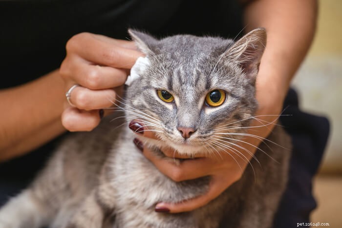 Understanding Cat Ear Discharge: Causes, Symptoms & Effective Treatments