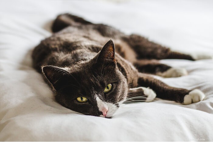 Understanding Cat Cancer: Causes, Symptoms, and Treatment Options