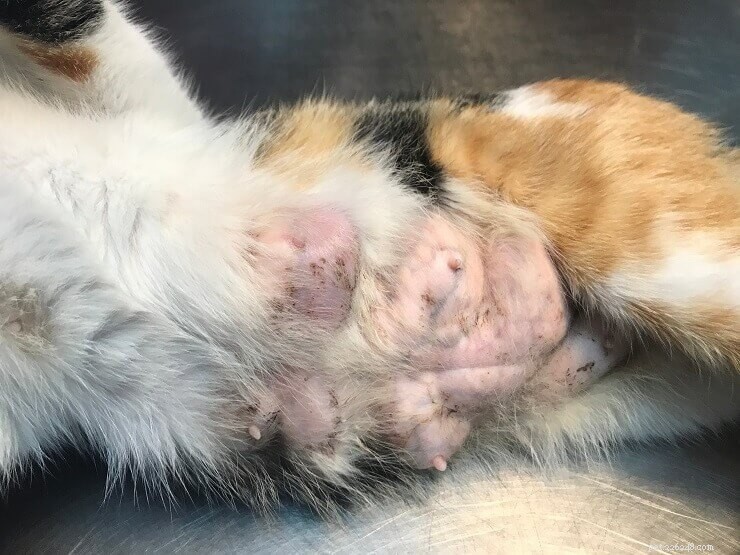 Understanding Cat Cancer: Causes, Symptoms, and Treatment Options