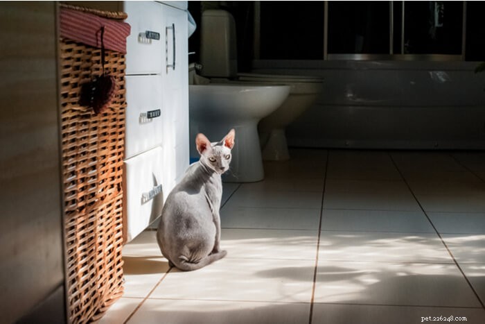 Neosporin for Cats: Why It’s Not Safe and Safer Alternatives