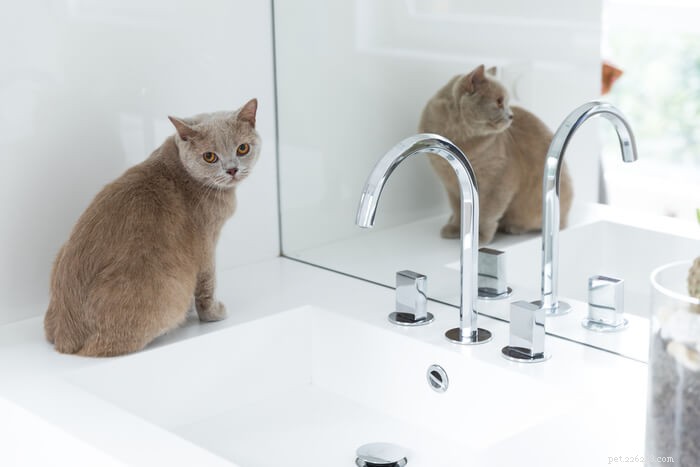 Neosporin for Cats: Why It’s Not Safe and Safer Alternatives