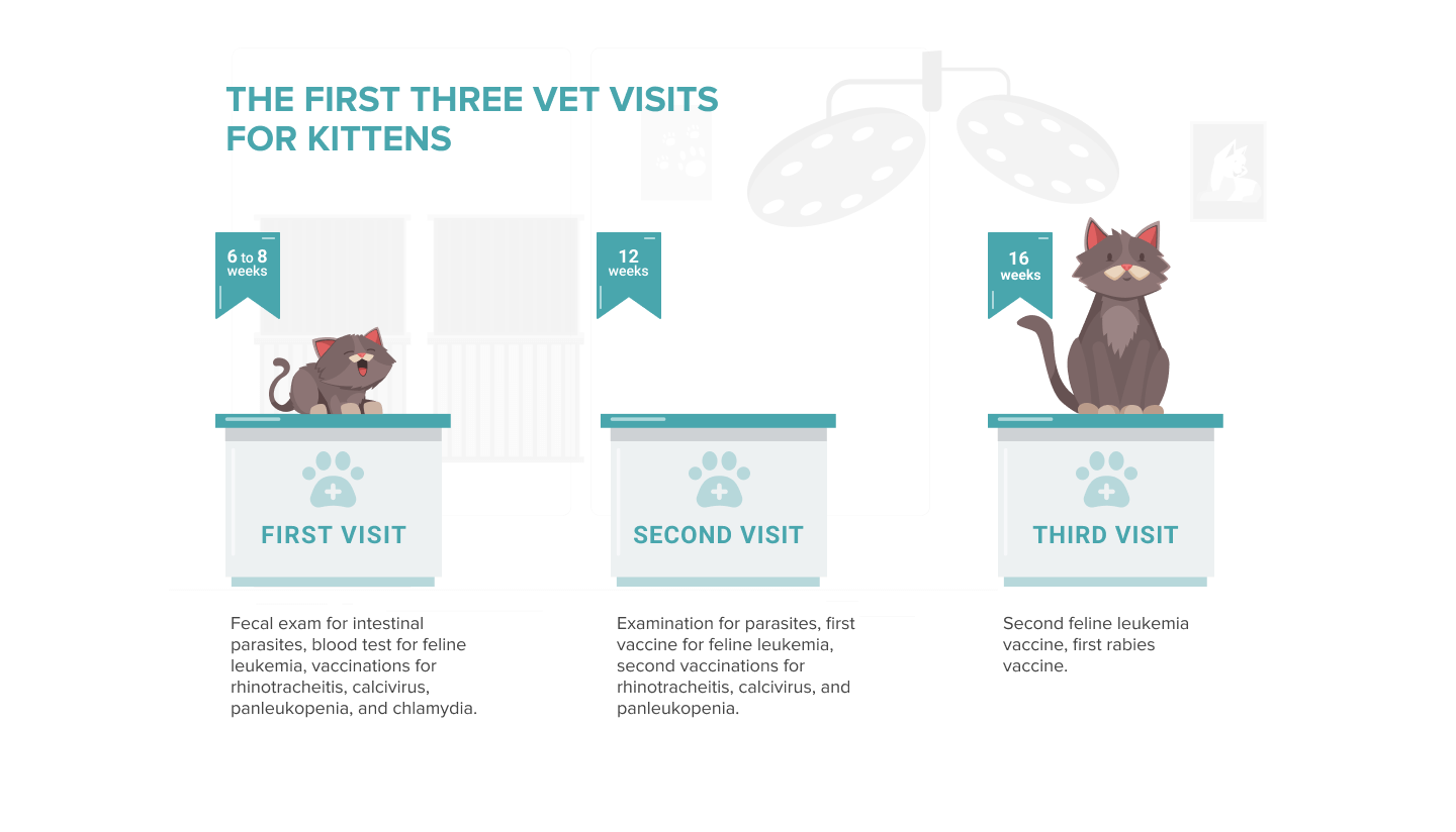 The Ultimate Kitten Care Guide: Expert Tips for Healthy, Happy Pups
