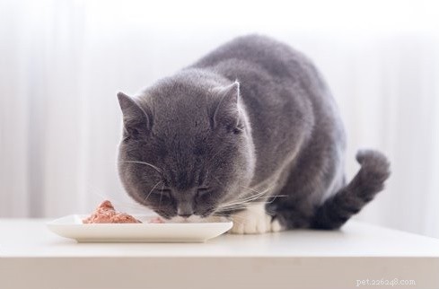 Top 6 Cat Foods for Pancreatitis: Expert‑Reviewed, Low‑Residue, and Palatable