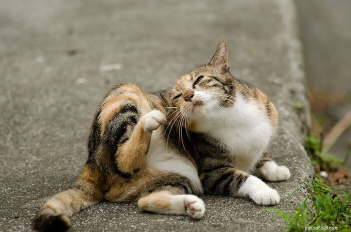 Frontline for Cats: Dosage, Safety, and Side Effects Explained