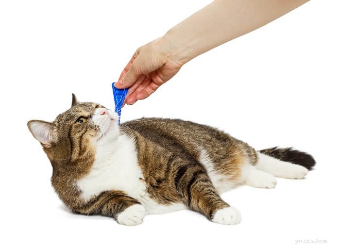 Frontline for Cats: Dosage, Safety, and Side Effects Explained