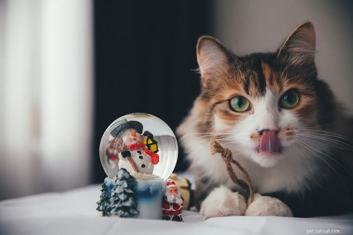 Preventing & Treating Antifreeze Poisoning in Cats: Symptoms, Causes, and Care