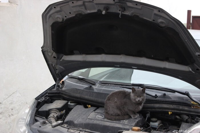 Preventing & Treating Antifreeze Poisoning in Cats: Symptoms, Causes, and Care
