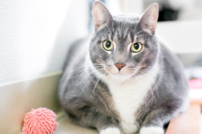 Do Cats Exhibit Autism-Like Traits? Understanding the Debate