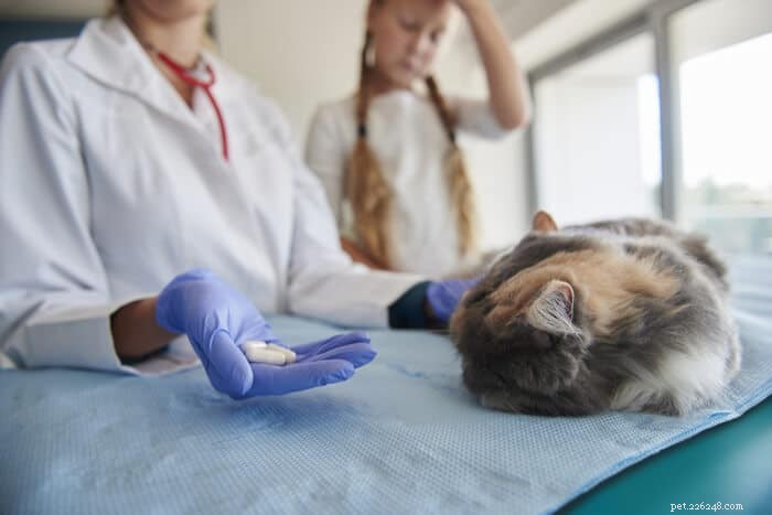 Clavamox for Cats: Complete Guide to Uses, Dosage, and Safety