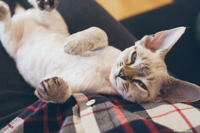 Do Cats Exhibit Autism-Like Traits? Understanding the Debate