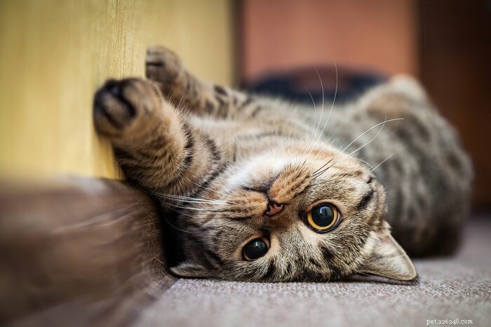 Do Cats Exhibit Autism-Like Traits? Understanding the Debate