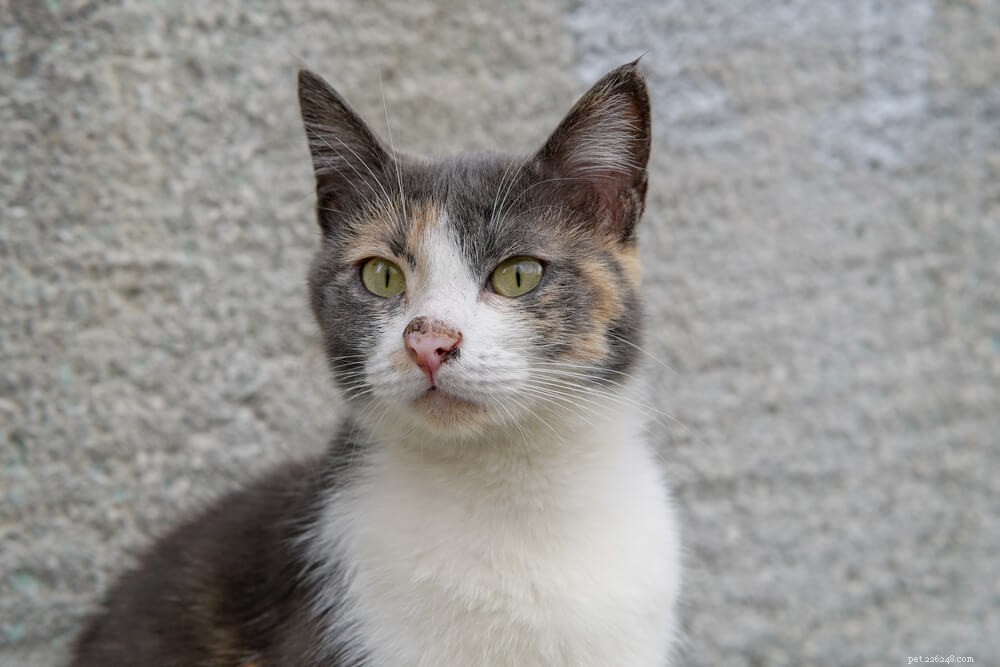 The FVRCP Cat Vaccine Explained: Safeguarding Your Feline from 3 Major Diseases