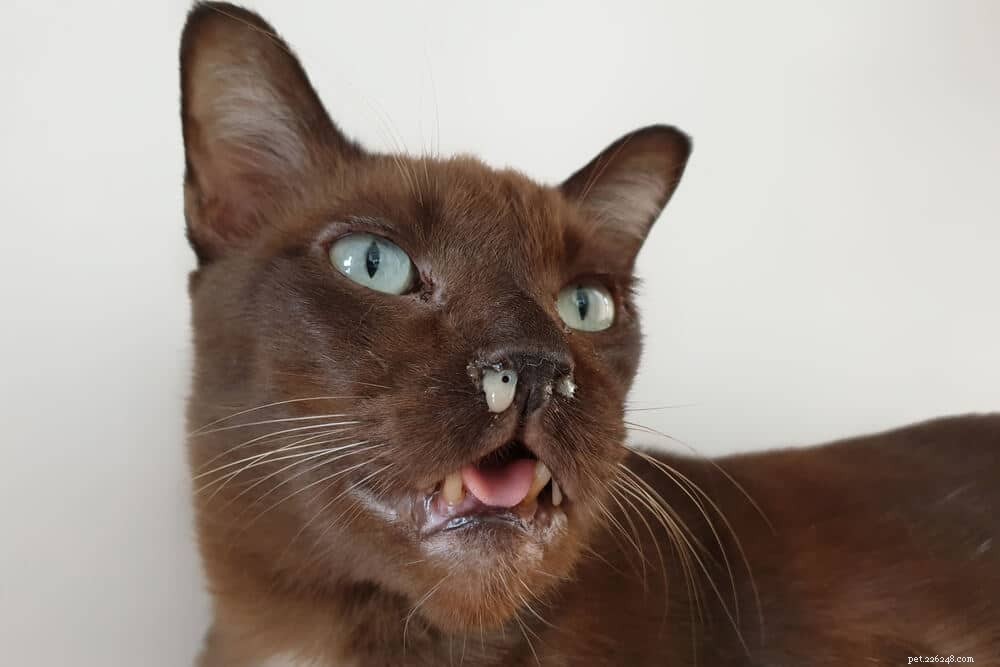 The FVRCP Cat Vaccine Explained: Safeguarding Your Feline from 3 Major Diseases