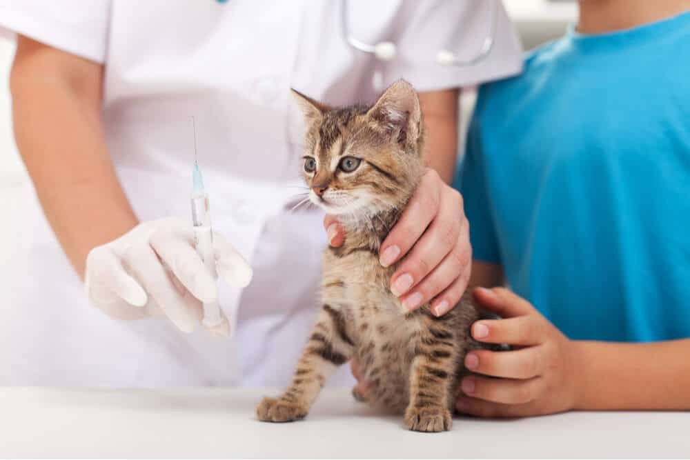 The FVRCP Cat Vaccine Explained: Safeguarding Your Feline from 3 Major Diseases