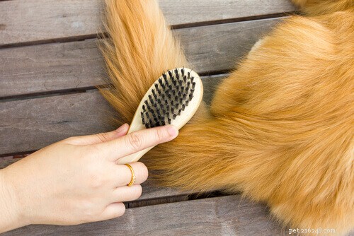 Comprehensive Guide to Grooming Persian Cats: Tips & Tricks