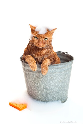 Comprehensive Guide to Grooming Persian Cats: Tips & Tricks