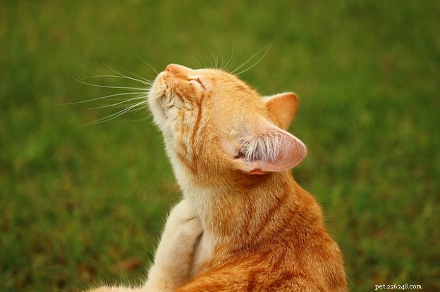 Top 6 Cat-Friendly Flea Shampoos: Safe, Effective & Trusted