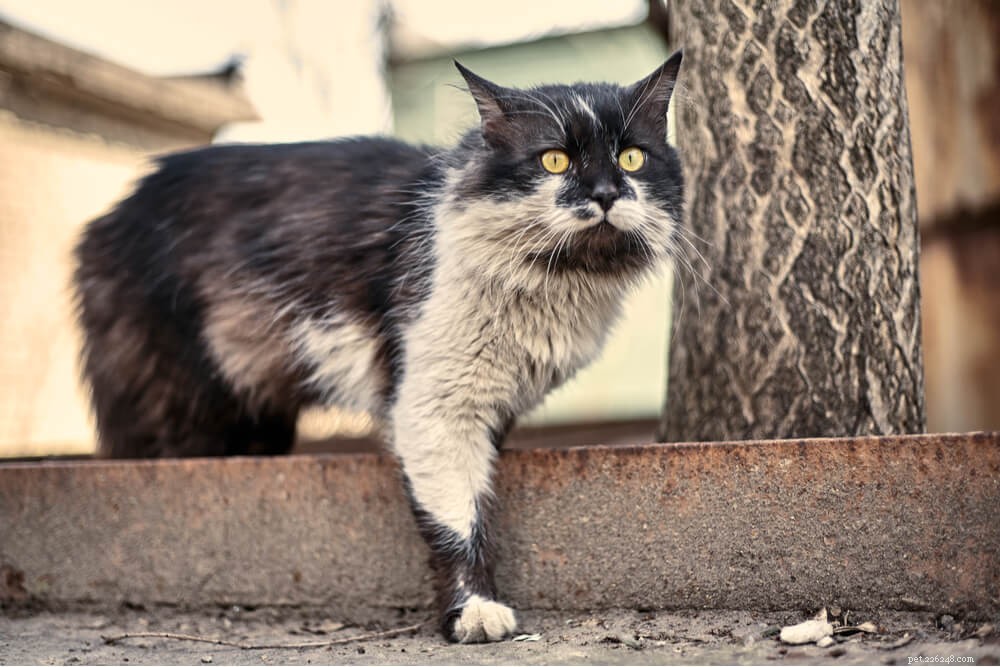 Step-by-Step Guide to Bathing Your Cat Safely and Quickly