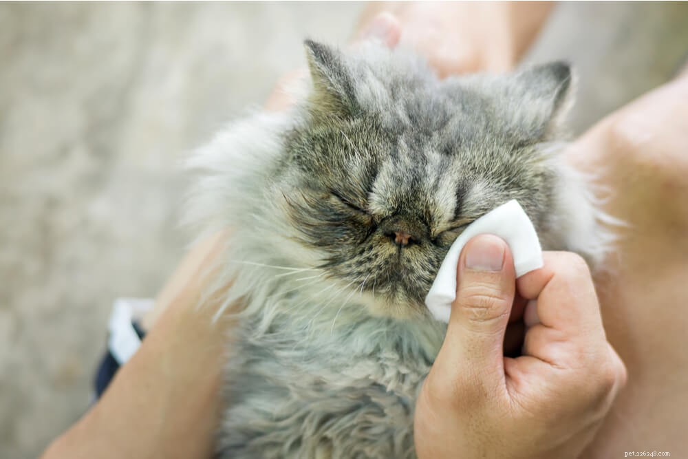 Step-by-Step Guide to Bathing Your Cat Safely and Quickly