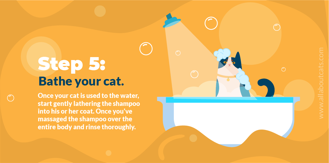 Step-by-Step Guide to Bathing Your Cat Safely and Quickly
