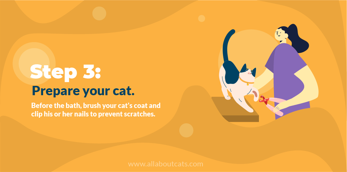 Step-by-Step Guide to Bathing Your Cat Safely and Quickly