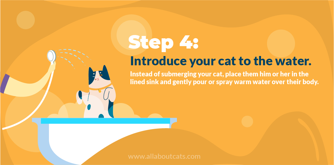 Step-by-Step Guide to Bathing Your Cat Safely and Quickly