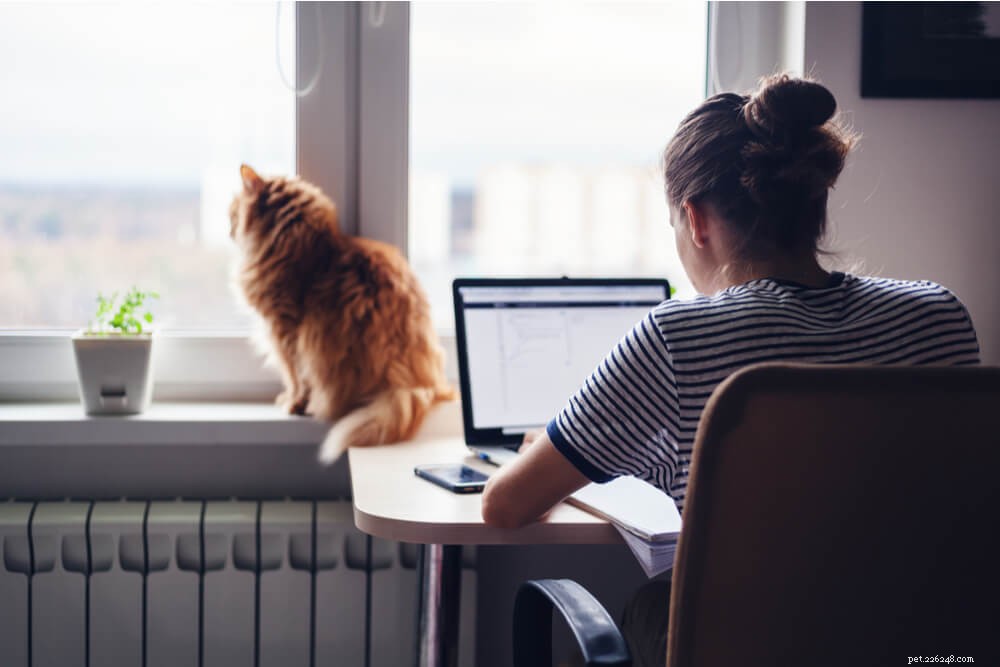 How Much Should You Feed Your Cat? Expert Guide