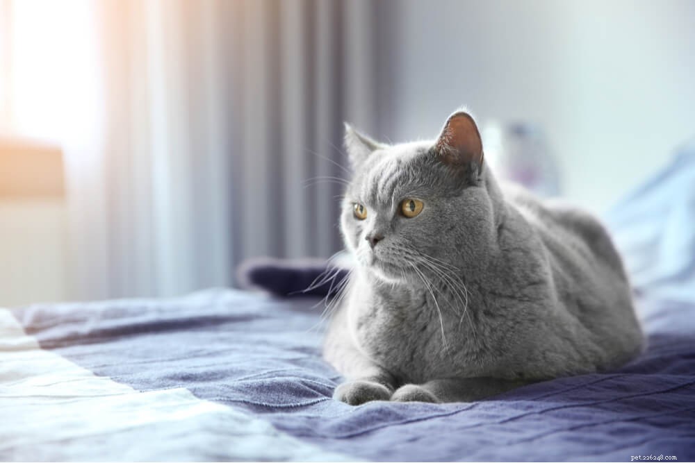 How Much Should You Feed Your Cat? Expert Guide