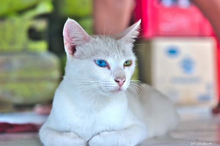 Understanding Cat Heterochromia: Causes, Types, and Care