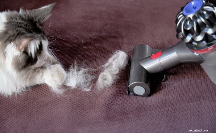 Understanding Cat Dander: Expert Tips to Reduce Allergic Symptoms