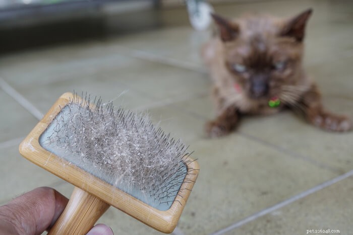 Understanding Cat Dander: Expert Tips to Reduce Allergic Symptoms