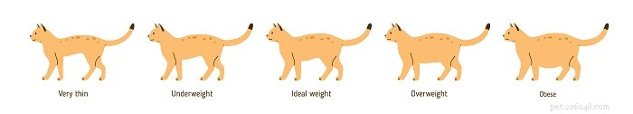 Cat Obesity Chart: Determine Your Cat’s Healthy Weight Today