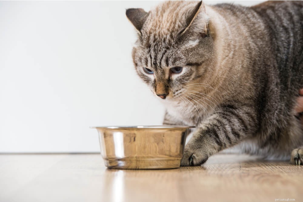 Cat Obesity Chart: Determine Your Cat’s Healthy Weight Today