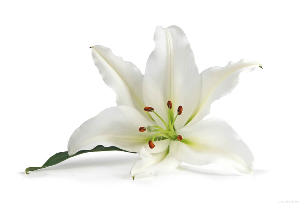 11 Dangerous Plants That Can Harm Your Cat