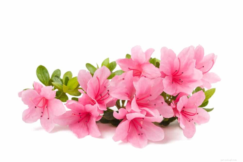 11 Dangerous Plants That Can Harm Your Cat