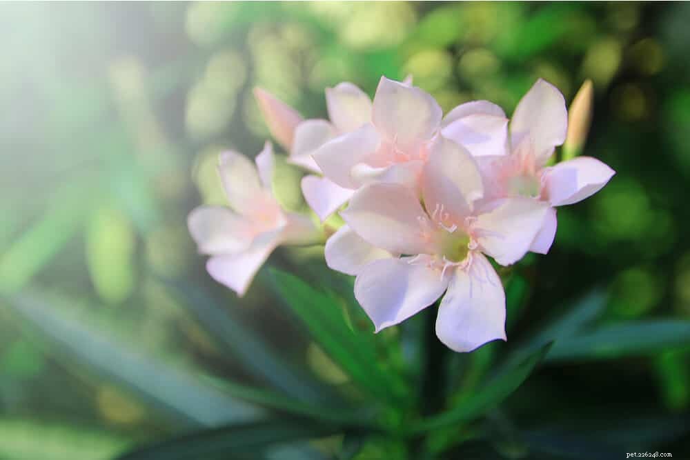 11 Dangerous Plants That Can Harm Your Cat