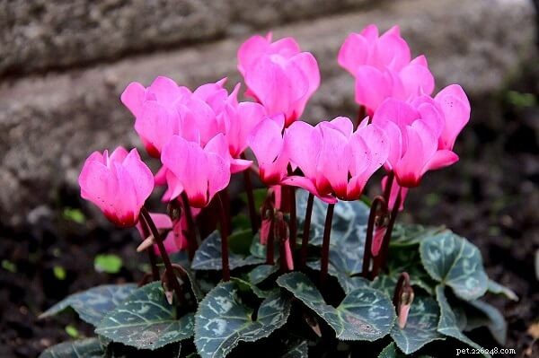 11 Dangerous Plants That Can Harm Your Cat