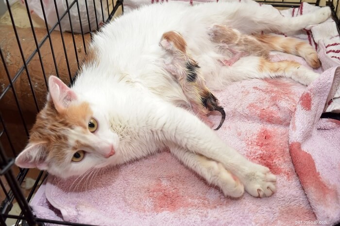 Cat Birth Explained: Essential Guidance for Owners