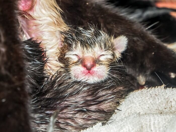 Cat Birth Explained: Essential Guidance for Owners